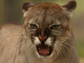 Puma_Karpin_Sergio Gonzalez Ahedo